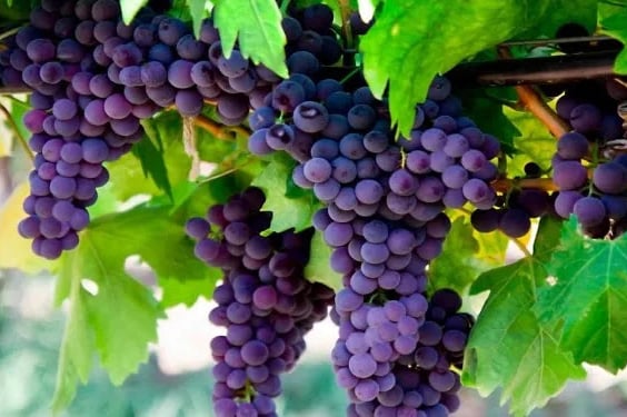 Grape Plantation